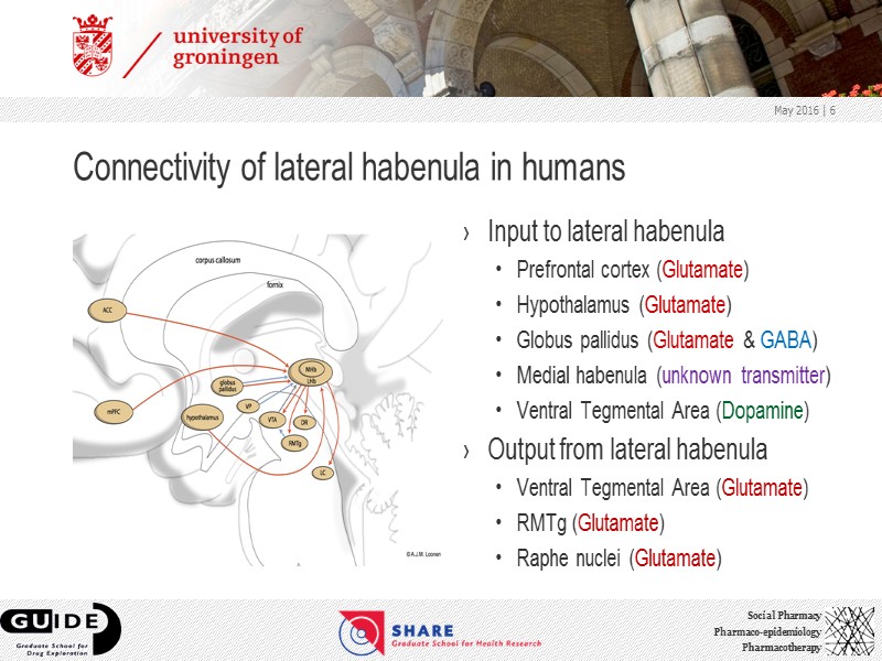 Connectivity of lateral habenula in humans Input to lateral habenula Prefrontal cortex (Glutamate) Hypothalamus